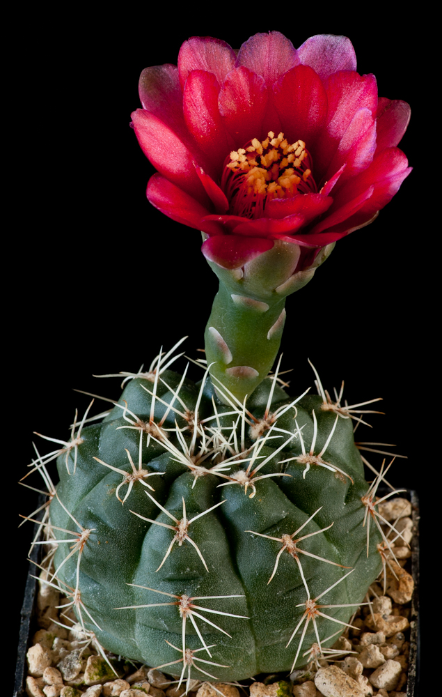 Gymnocalycium Xheidiae